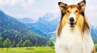 Lassie - llati mentakci